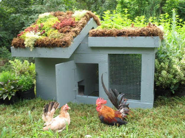 chicken coops, chicken coop designs, chicken coop ideas, building a chicken coop, diy chicken coop, backyard chicken coop, portable chicken coop, how to make a chicken coop, cheap chicken coop, small chicken coop, pallet chicken coop, urban chicken coop, a frame chicken coop