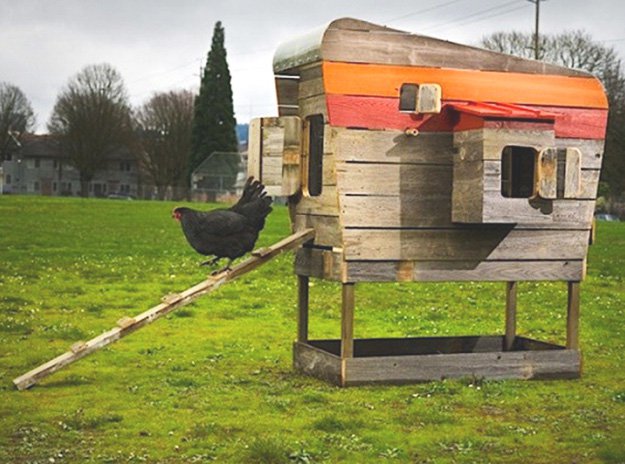 chicken coops, chicken coop designs, chicken coop ideas, building a chicken coop, diy chicken coop, backyard chicken coop, portable chicken coop, how to make a chicken coop, cheap chicken coop, small chicken coop, pallet chicken coop, urban chicken coop, a frame chicken coop