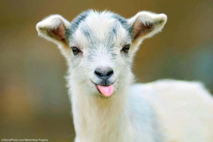 The 34 Cutest Baby Pygmy Goats On The Internet! | Pygmy Goats