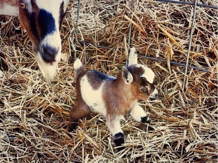 Baby Goat's First Steps | The 34 Cutest Baby Pygmy Goats On The Internet! | Pygmy Goats 