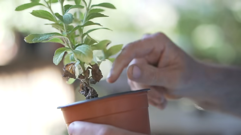 Aquaponic Gardening