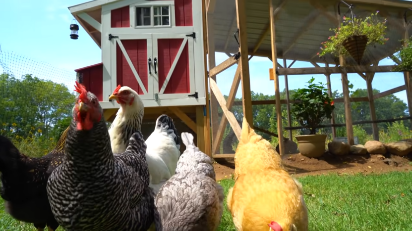 Build Your Own Chicken Coop