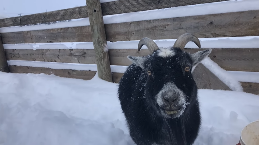 Raising Goats