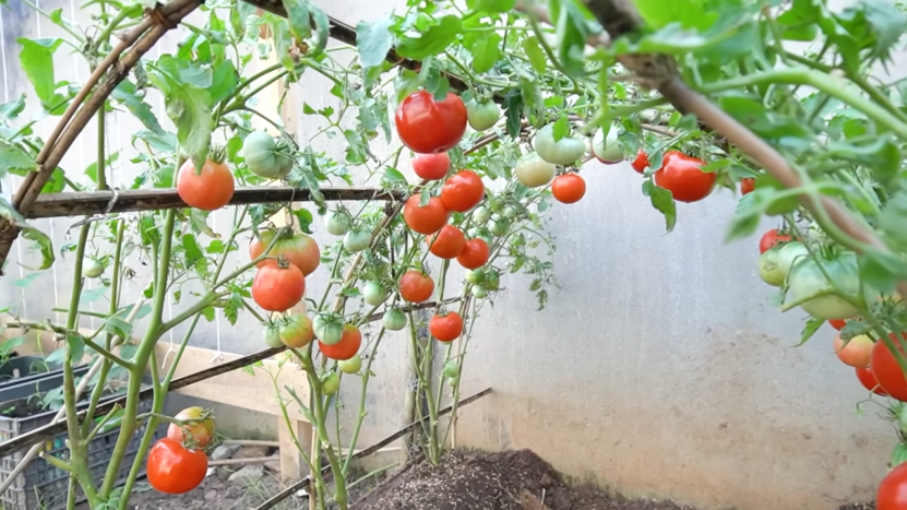 Raising Tomatoes