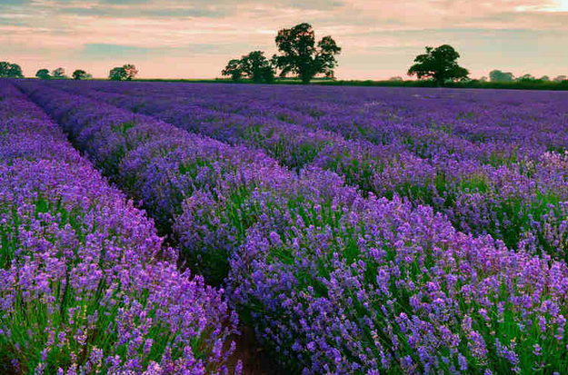 Plant lavender next to all your windows and doors in the summer so you can smell its wonderful aroma | 25 Perfect Summer Flowers by Pioneer Settler at http://pioneersettler.com/types-of-flowers-to-plant-summer-flowers