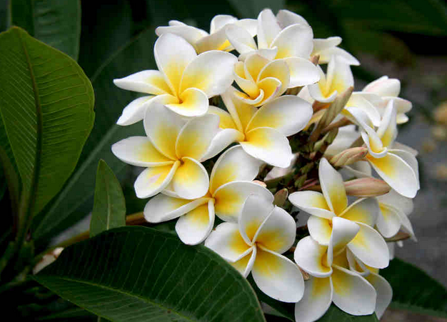 Plumerias thrive in tropical climates, plant them near you for an exotic touch. | 25 Perfect Summer Flowers by Pioneer Settler at http://pioneersettler.com/types-of-flowers-to-plant-summer-flowers