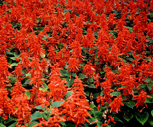 Scarlet sage will add a beautiful pop of red to any seasonal garden | 25 Perfect Summer Flowers by Pioneer Settler at http://pioneersettler.com/types-of-flowers-to-plant-summer-flowers