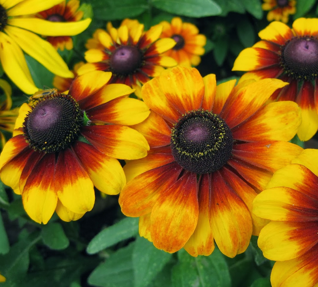 Plant these daisys in the summer | 25 Perfect Summer Flowers by Pioneer Settler at http://pioneersettler.com/types-of-flowers-to-plant-summer-flowers