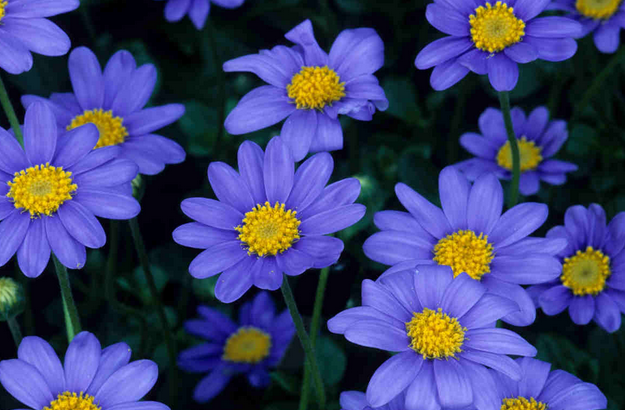 Enjoy the blue Aster flower in your summer flowerbed | 25 Perfect Summer Flowers by Pioneer Settler at http://pioneersettler.com/types-of-flowers-to-plant-summer-flowers