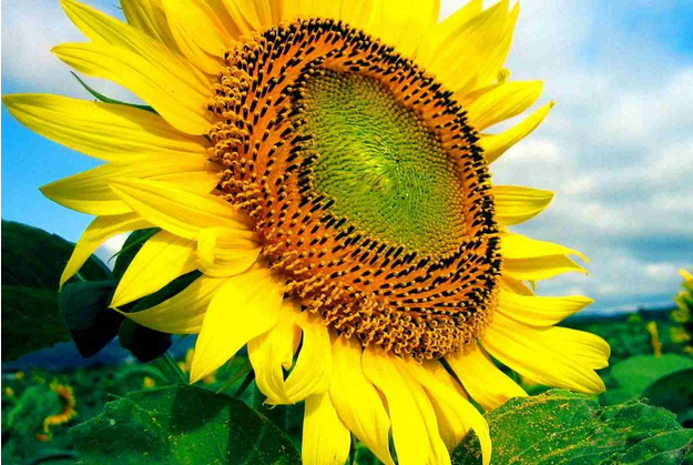 Sunflowers are such a fun bright yellow plant to grow in your yard each summer | 25 Perfect Summer Flowers by Pioneer Settler at http://pioneersettler.com/types-of-flowers-to-plant-summer-flowers