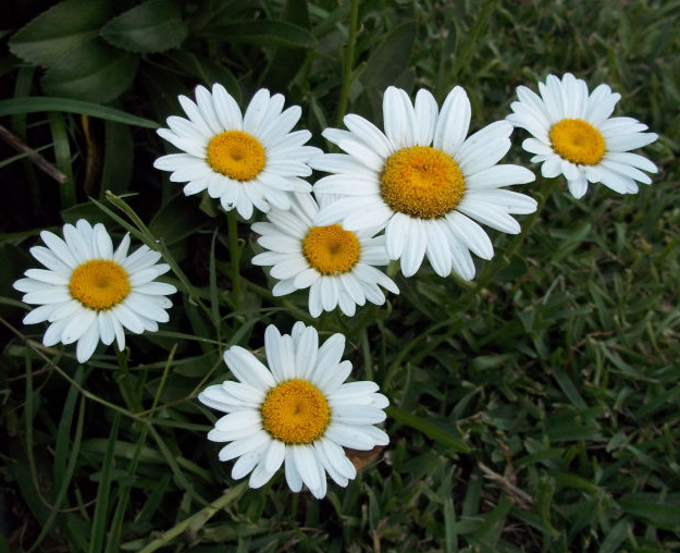 Daisies are one of the cutest seasonal flowers, great for white floral arrangements and small weddings. | 25 Perfect Summer Flowers by Pioneer Settler at http://pioneersettler.com/types-of-flowers-to-plant-summer-flowers
