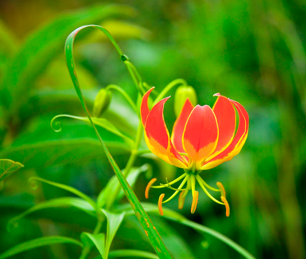 The gloriosa Lily is another beautiful flower you will love for photography and hanging in your floral arrangements. | 25 Perfect Summer Flowers by Pioneer Settler at http://pioneersettler.com/types-of-flowers-to-plant-summer-flowers