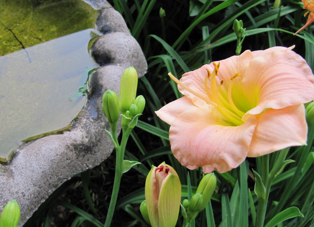 daylilies in pink and white lilies are perfect for summer bouquets| 25 Perfect Summer Flowers by Pioneer Settler at http://pioneersettler.com/types-of-flowers-to-plant-summer-flowers