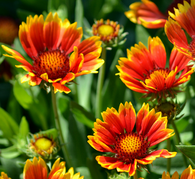 The blanket flowers are radiant and perfect for summer heat | 25 Perfect Summer Flowers by Pioneer Settler at http://pioneersettler.com/types-of-flowers-to-plant-summer-flowers