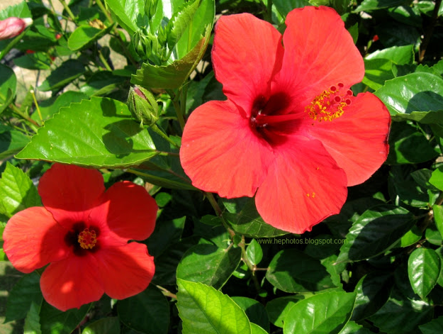 Grow hibiscus in your garden if you love the tropics. | 25 Perfect Summer Flowers by Pioneer Settler at http://pioneersettler.com/types-of-flowers-to-plant-summer-flowers