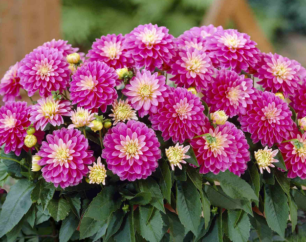 Dahlias are one of the prettiest seasonal flowers for any floral arrangement | 25 Perfect Summer Flowers by Pioneer Settler at http://pioneersettler.com/types-of-flowers-to-plant-summer-flowers