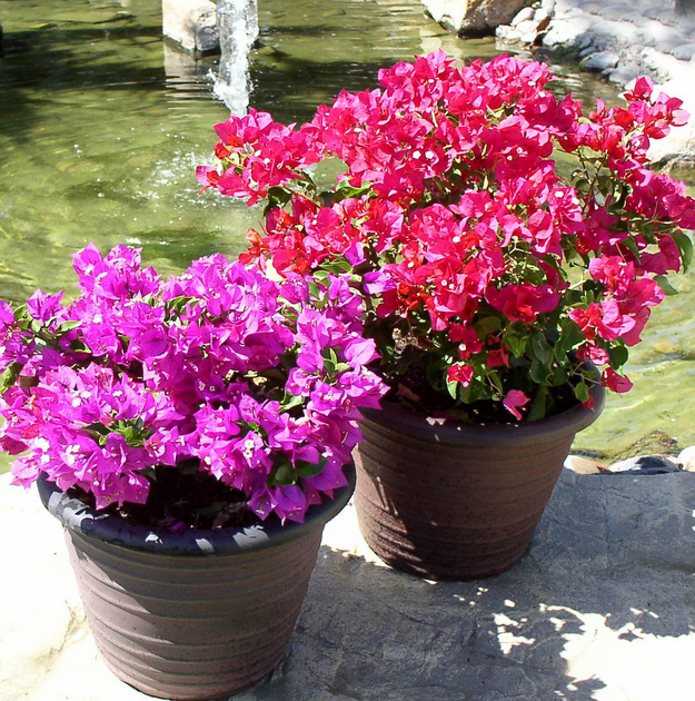 Bougainvilleas are a beautiful purple and pink flower that become vibrant in the spring and summer seasons | 25 Perfect Summer Flowers by Pioneer Settler at http://pioneersettler.com/types-of-flowers-to-plant-summer-flowers