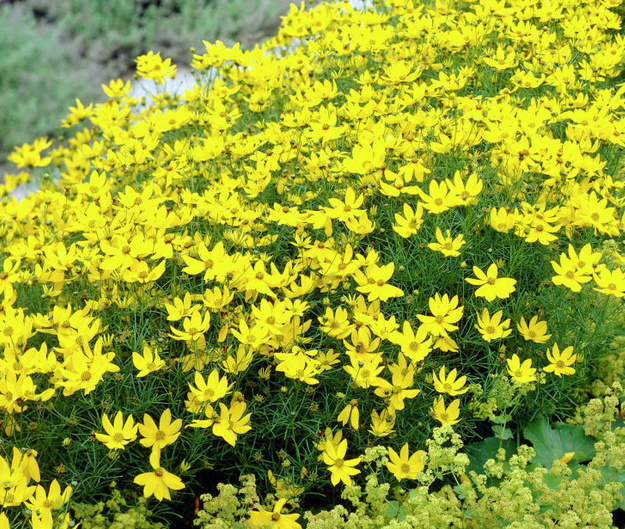 These yellow flowers will bloom all summer! | 25 Perfect Summer Flowers by Pioneer Settler at http://pioneersettler.com/types-of-flowers-to-plant-summer-flowers