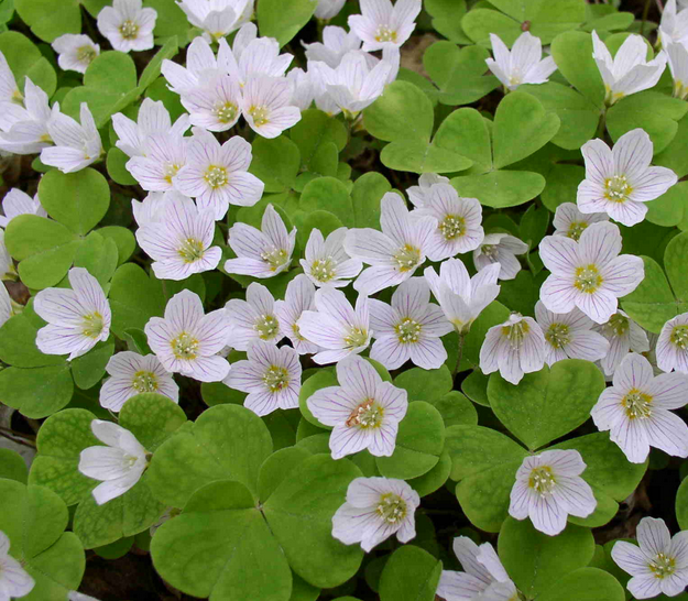 Oxalis are a great low maintenance flower to plant in summer. | 25 Perfect Summer Flowers by Pioneer Settler at http://pioneersettler.com/types-of-flowers-to-plant-summer-flowers