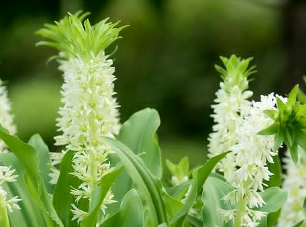 The Pineapple lily is a beautiful seasonal flower that blooms just like a pineapple! So elegant for your exotic arrangements.| 25 Perfect Summer Flowers by Pioneer Settler at http://pioneersettler.com/types-of-flowers-to-plant-summer-flowers