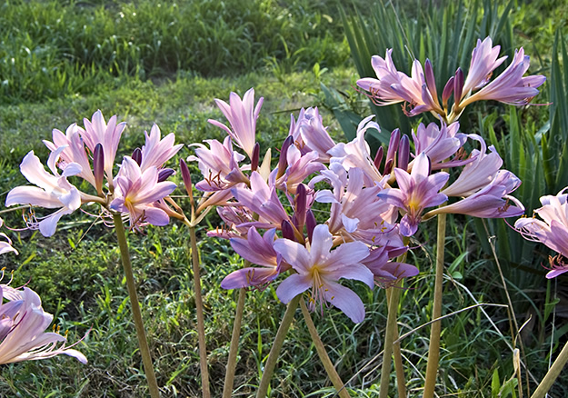 Rise with the Lilies this summer in your bed of resurrection lilies | 25 Perfect Summer Flowers by Pioneer Settler at http://pioneersettler.com/types-of-flowers-to-plant-summer-flowers