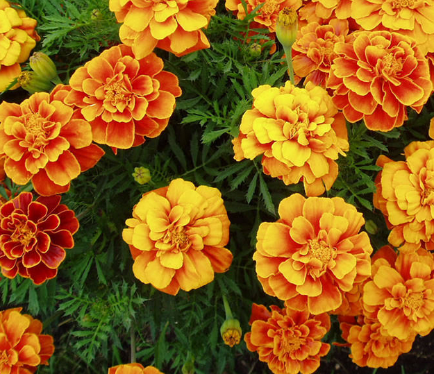Marigolds make for a beautiful golden bloom, perfect for photography and centerpieces! | 25 Perfect Summer Flowers by Pioneer Settler at http://pioneersettler.com/types-of-flowers-to-plant-summer-flowers