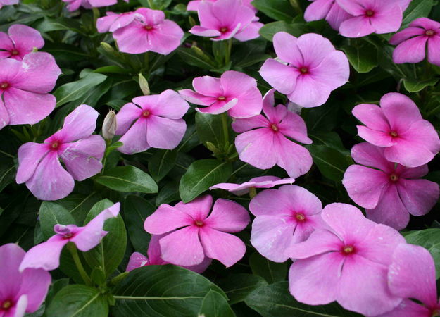 Enjoy the purple periwinkle flower as it blooms each summer season | 25 Perfect Summer Flowers by Pioneer Settler at http://pioneersettler.com/types-of-flowers-to-plant-summer-flowers