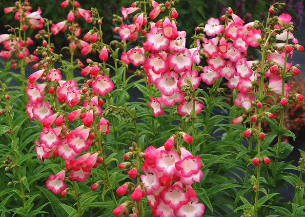 Beardtongue is a beautiful wildflower that attracts lots of hummingbirds throughout the season | 25 Perfect Summer Flowers by Pioneer Settler at http://pioneersettler.com/types-of-flowers-to-plant-summer-flowers