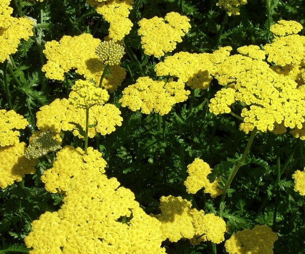 Yarrow is a great filler flower for summer weddings and bouquets | 25 Perfect Summer Flowers by Pioneer Settler at http://pioneersettler.com/types-of-flowers-to-plant-summer-flowers
