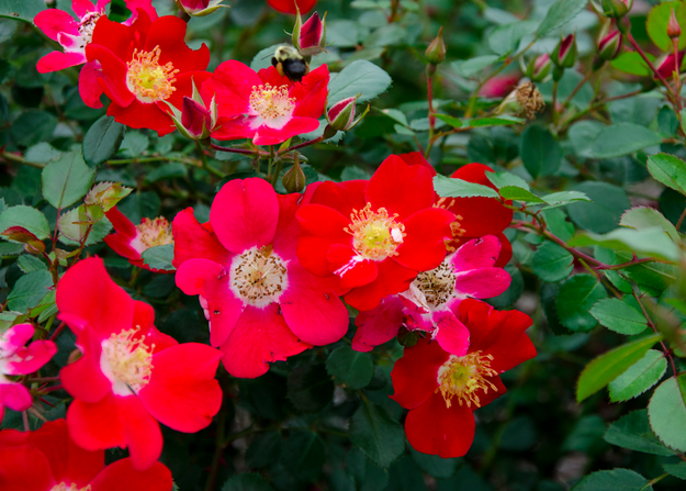 The shrub rose is a beautiful summer flower, and low maintenace for your garden | 25 Perfect Summer Flowers by Pioneer Settler at http://pioneersettler.com/types-of-flowers-to-plant-summer-flowers
