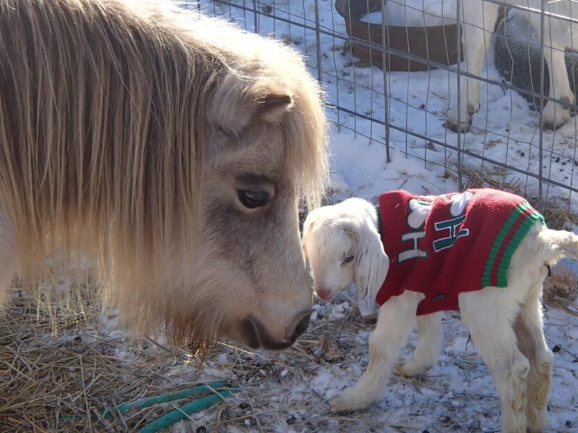 baby cute goat