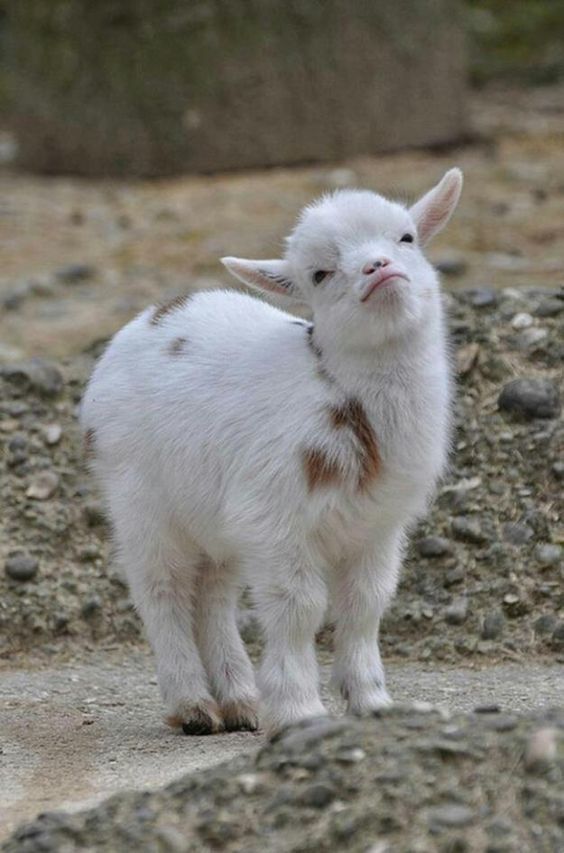 cute goat