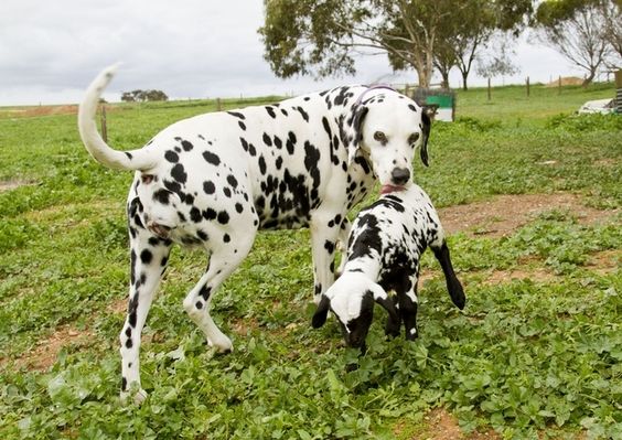 dog and goat