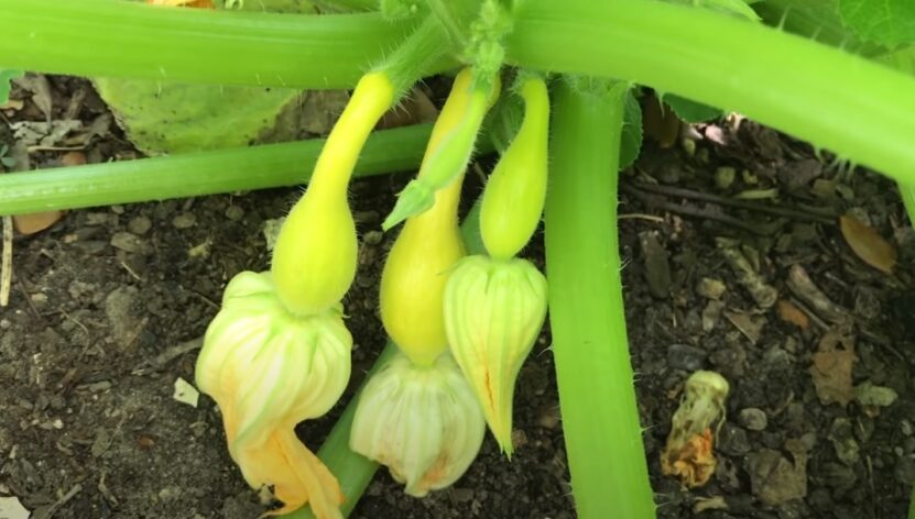 How to plant squash seed