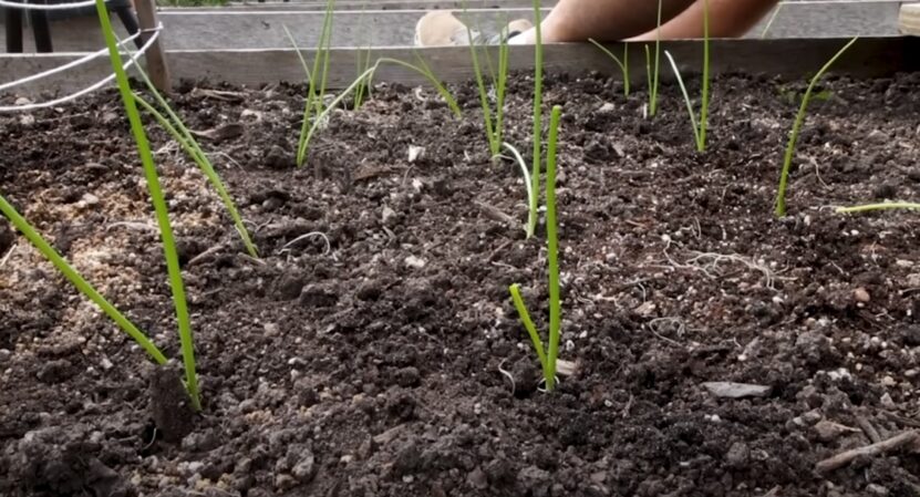 Onion seed planting