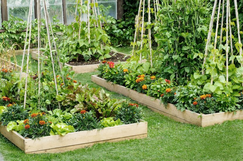 Easy DIY raised garden beds for beginners with step-by-step guides tips and creative design ideas.